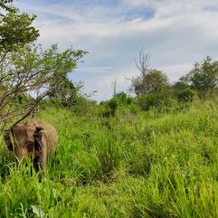 Olifant gespot in Yala NP